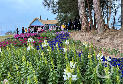 走進林下“花花世界”，體驗鄉村版“安徒生童話”的禮品花卉銷售之旅