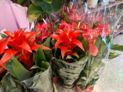 年銷花卉為春節添彩，禮品花卉市場綻放新春